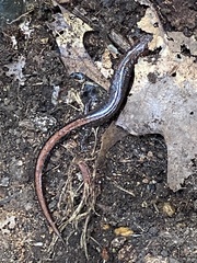 Plethodon dorsalis