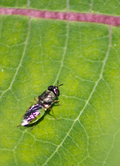 Odontomyia virgo