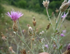 Centaurea besseriana