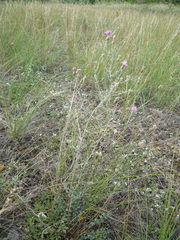 Centaurea besseriana