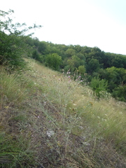 Centaurea besseriana