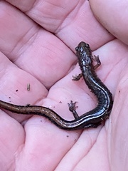 Plethodon dorsalis