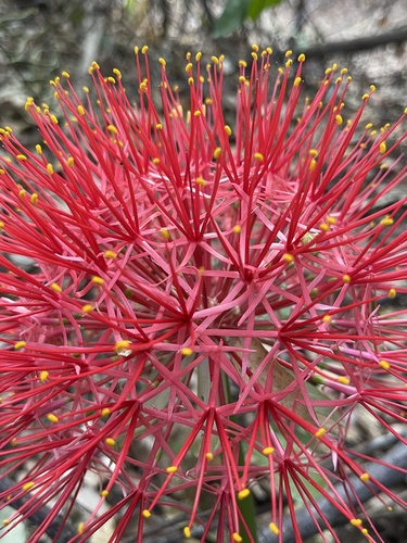 Scadoxus multiflorus image