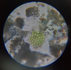 Hydrodictyaceae