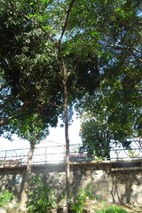 Astianthus viminalis