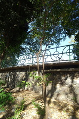 Astianthus viminalis