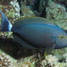 Black Surgeonfish - Photo (c) Derek Keats, some rights reserved (CC BY)