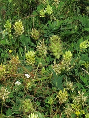Astragalus cicer