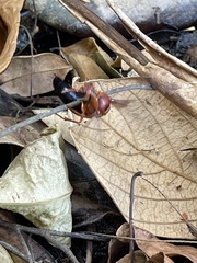 Synagris aestuans rufa