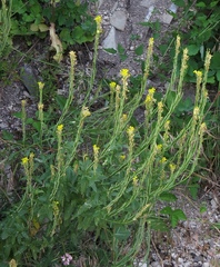 Erysimum cuspidatum