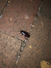 Periplaneta fuliginosa