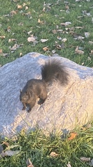 Sciurus carolinensis