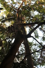 Parapiptadenia rigida