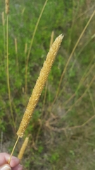 Phalaris angusta