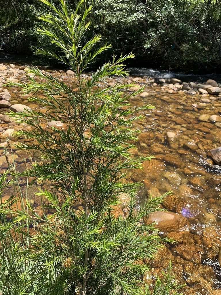 Melaleuca bracteata - council-listed tree