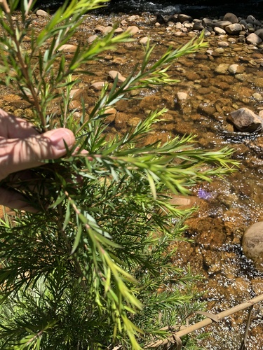 Melaleuca bracteata