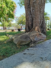 Iguana iguana