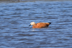 Tadorna ferruginea