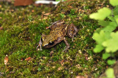 Eleutherodactylus marnockii