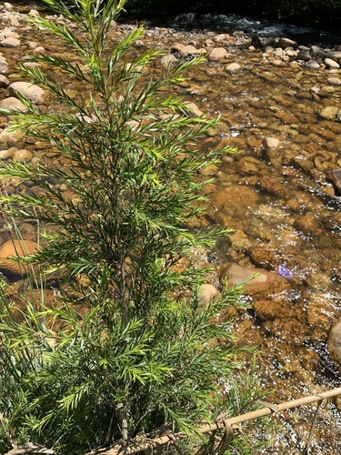 Melaleuca bracteata