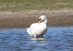 Cygnus olor