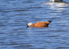 Tadorna ferruginea