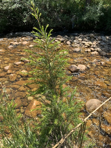 Melaleuca bracteata