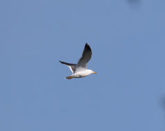 Larus fuscus