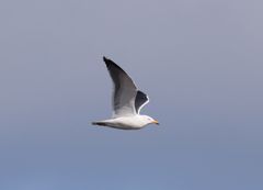 Larus fuscus