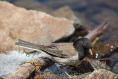 Junco hyemalis