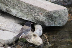Junco hyemalis