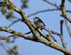 Aegithalos caudatus