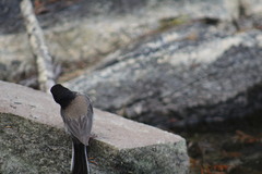Junco hyemalis
