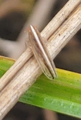 Stenocranus dorsalis