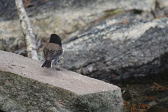 Junco hyemalis