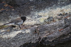Junco hyemalis