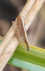 Stenocranus dorsalis