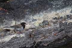 Junco hyemalis