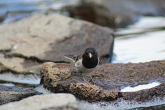 Junco hyemalis