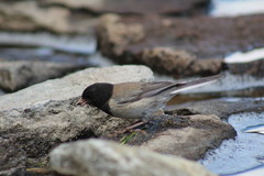Junco hyemalis