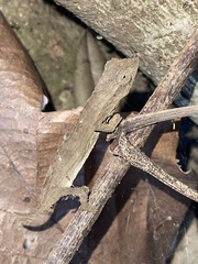 Rieppeleon brevicaudatus