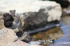 Junco hyemalis