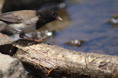 Junco hyemalis