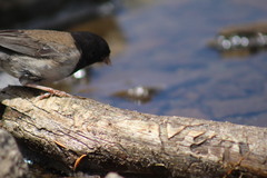 Junco hyemalis