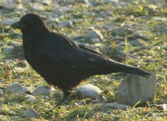 Corvus corone