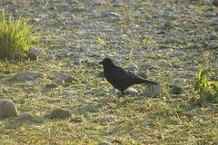Corvus corone