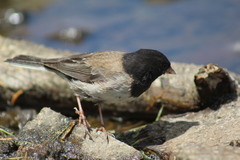 Junco hyemalis