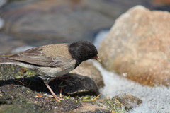 Junco hyemalis