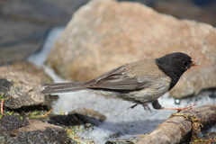 Junco hyemalis