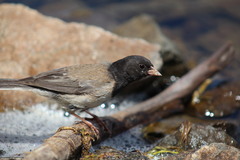 Junco hyemalis